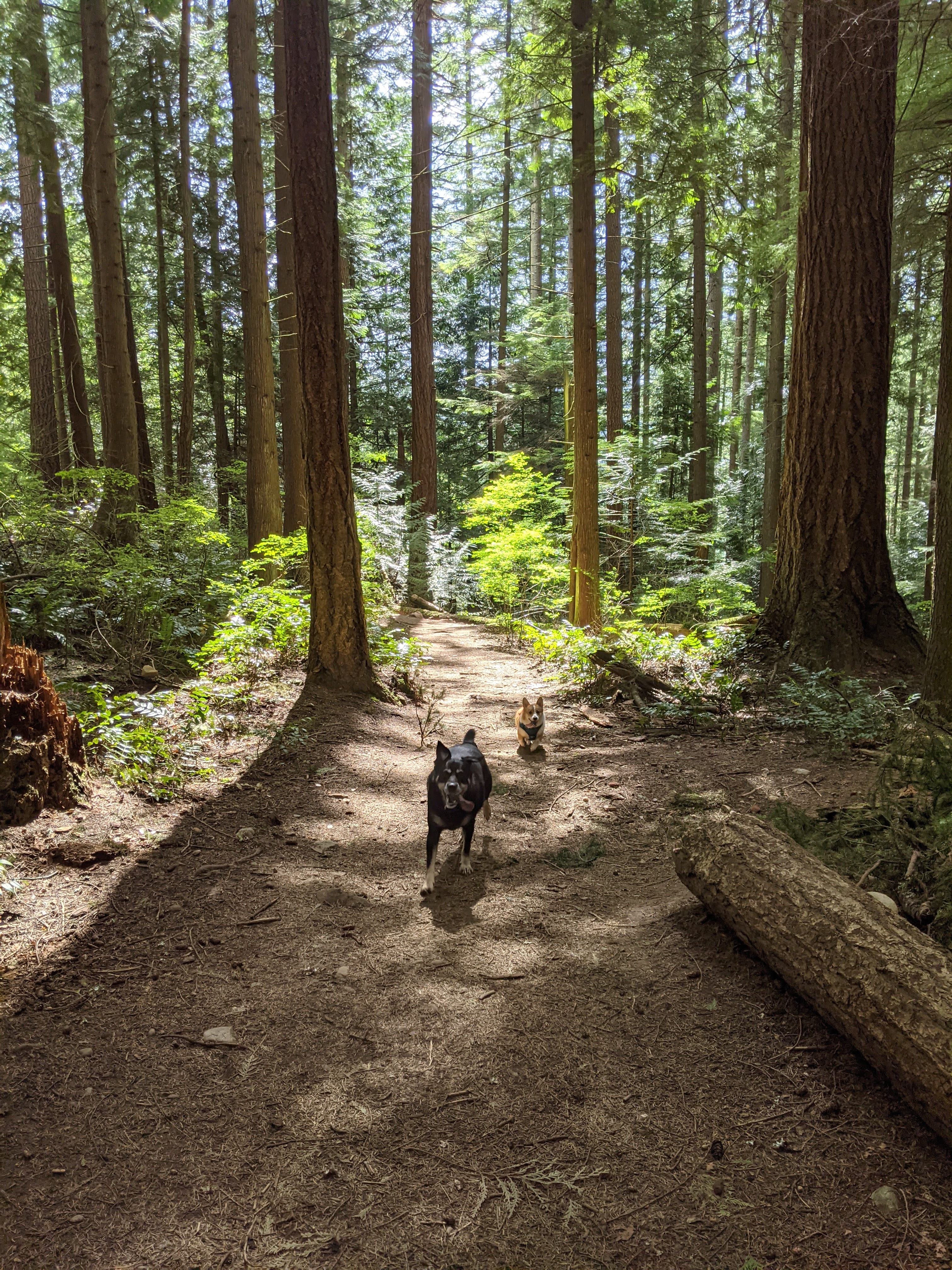 Trail Dogs