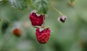 Fruit Processing Success for Farmers - Fresh & IQF